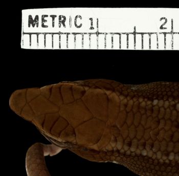 Media type: image;   Herpetology R-126394 Aspect: head dorsal
